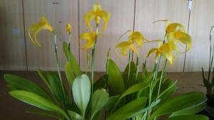 Masdevallia Pink Mist