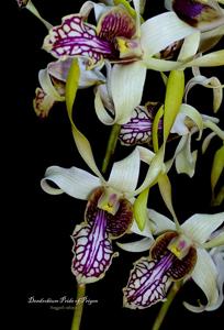 Dendrobium Pride of Prigen