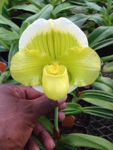 Paphiopedilum Sorcerer's Stone