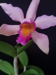 Cattleya Mariel Huien Tan