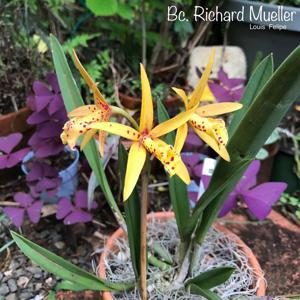 Brassocattleya Richard Mueller