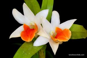 Dendrobium Frosty Dawn