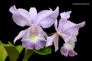 Cattleya Sea Breeze