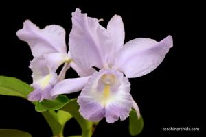 Cattleya Sea Breeze