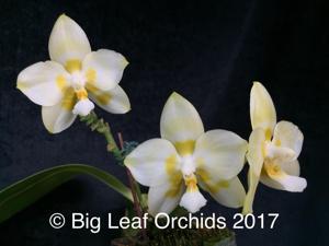 Phalaenopsis Yaphon Gelacea