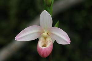 Phragmipedium Cape Sunset