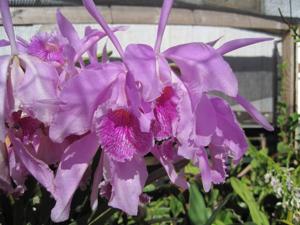 Cattleya Blanche