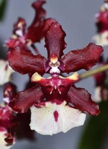 Oncidium Sharry Baby