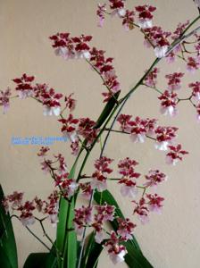 Oncidium Ruth's Rainbow