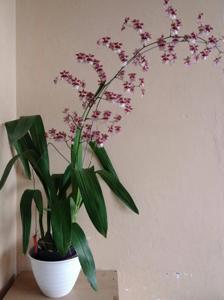 Oncidium Ruth's Rainbow