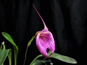 Masdevallia Charisma