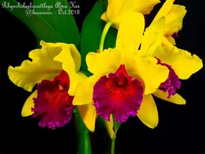 Rhyncholaeliocattleya Alma Kee