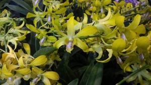 Dendrobium Chao Praya Moonlight