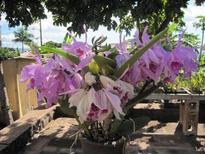 Cattleya Blanche