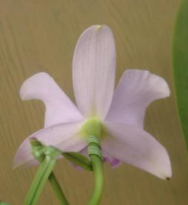 Cattleya Mini Purple