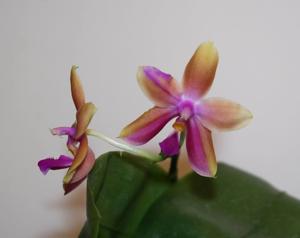 Phalaenopsis mariae-bellina