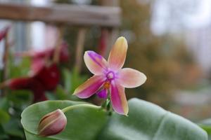 Phalaenopsis mariae-bellina