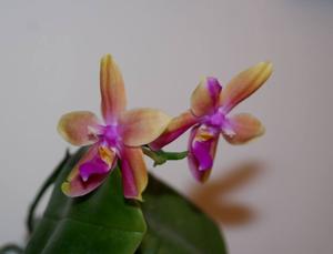 Phalaenopsis mariae-bellina