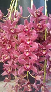 Cymbidium Simply Elegant