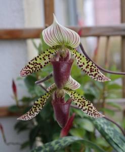 Paphiopedilum Makuli