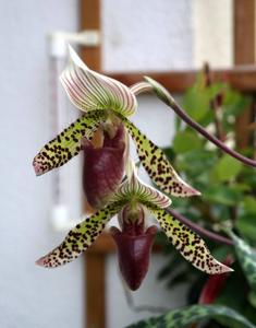 Paphiopedilum Makuli