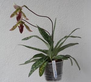 Paphiopedilum Makuli