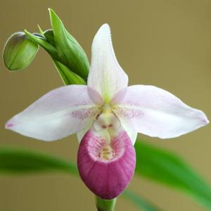 Phragmipedium Cardinale