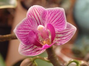 Phalaenopsis Sogo Vivien