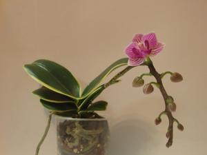 Phalaenopsis Sogo Vivien