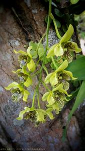 Dendrobium Excelsa