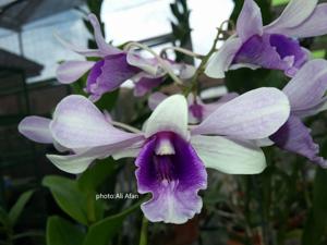 Dendrobium Kila Blue