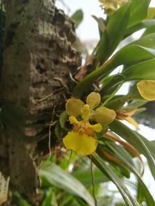 Oncidium Croesus