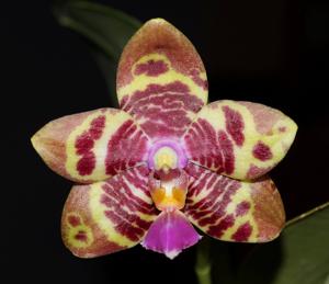 Phalaenopsis Joy Spring Tina