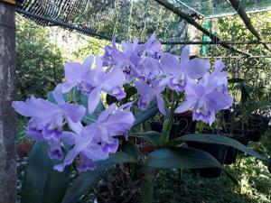 Cattlianthe Portia