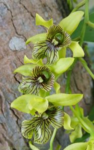 Dendrobium Excelsa