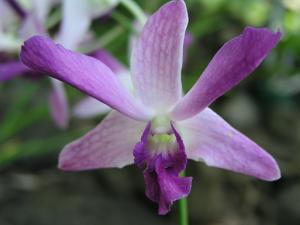 Dendrobium Chao Phaya Blue