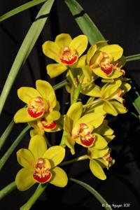Cymbidium Tonto's Target