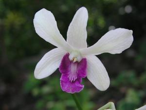 Dendrobium Woo Leng