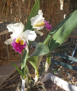 Cattleya Cynthia