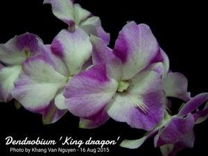 Dendrobium King Dragon