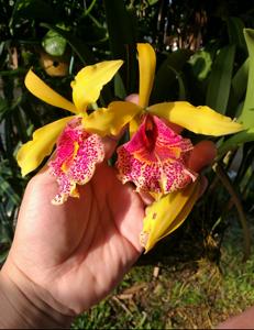 Brassocattleya Keowee