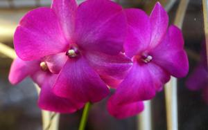 Dendrobium Classic Gem