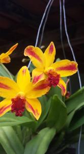 Cattlianthe Chocotome Gold