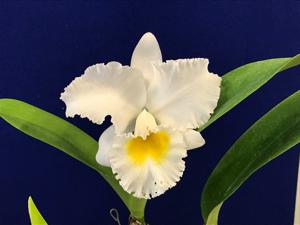 Cattleya Alfresco