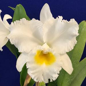 Rhyncholaeliocattleya Elizabeth Hearn