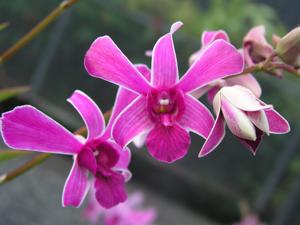 Dendrobium Seeto