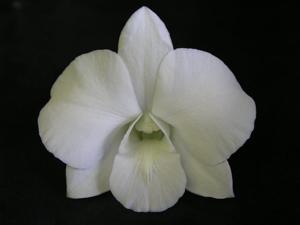 Dendrobium Burana White