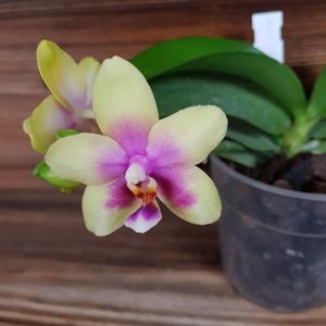 Phalaenopsis KS Viogold