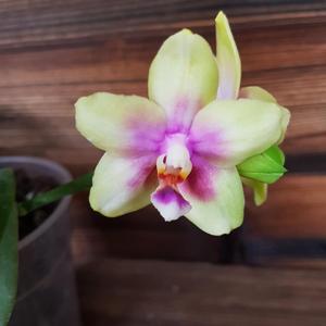 Phalaenopsis KS Viogold