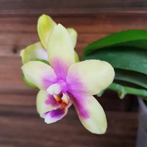 Phalaenopsis KS Viogold